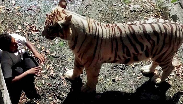 प्राणीसंग्रहालयात वाघाच्या हल्ल्यात एका विद्यार्थ्यांचा मृत्यू