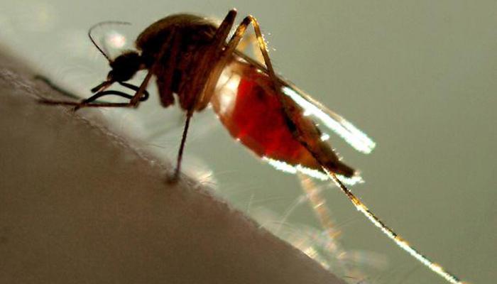 मुंबईत डेंग्यूचे १२ बळी , केईएममध्ये बालिकेचा मृत्यू