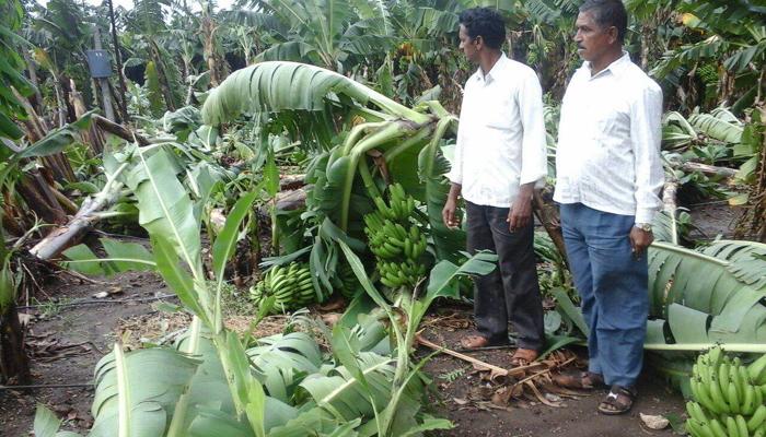 गारपीटग्रस्त शेतकऱ्यांना सरकारची मदत जाहीर