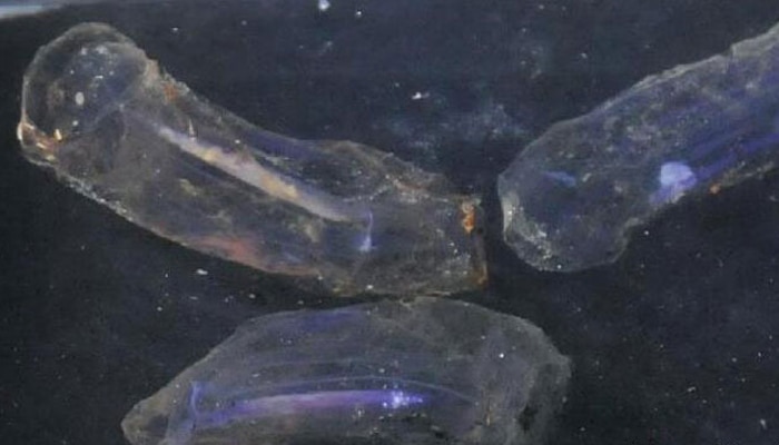 चीनच्या पानबुडीला समुद्रात सापडला एक रहस्यमय जीव