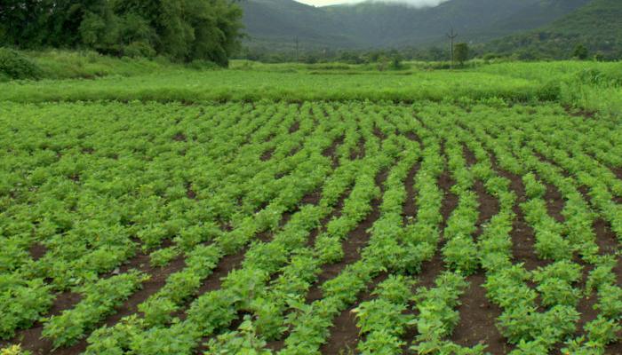 अमरावतीत चिमुकल्यांचं कृषीविश्व