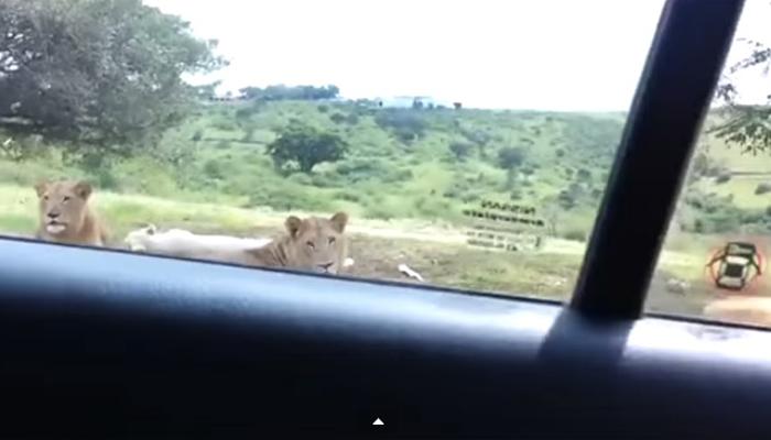 पाहा सिंह गाडीचं दार कसं उघडतो