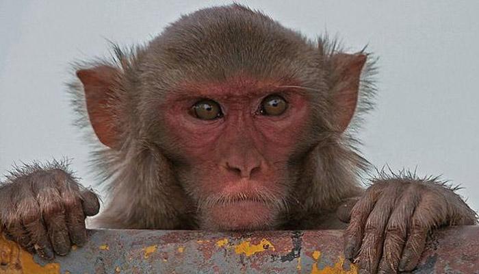 नॅशनल पार्कमध्ये माकडांचा रहस्यमय मृत्यू, माकडांचे डोळे गायब