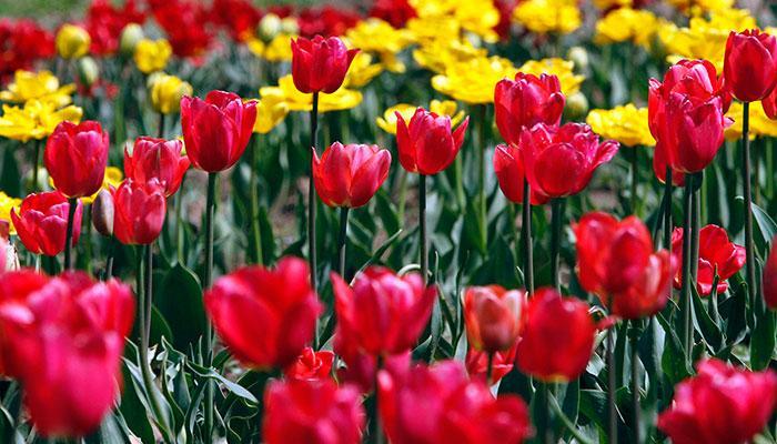 Asia`s largest Tulip Garden opens in Srinagar