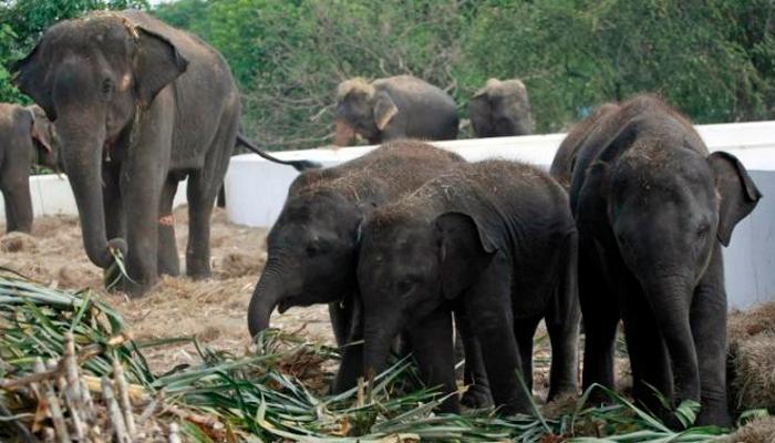 कुत्र्यांपेक्षा हत्तींची स्मरणशक्ती तल्लख!