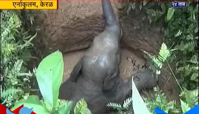 व्हिडिओ: २ वर्षाचं हत्तीचं पिल्लू विहिरीत पडलं