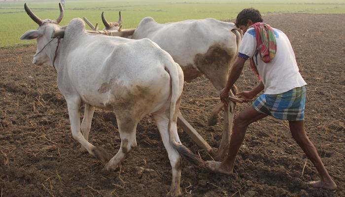 बुलडाणा जिल्ह्यातील दमदार पाऊस, पेरणीला सुरुवात