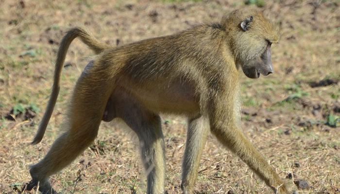 कोल्हापुरात एका माकडाची दहशत, ३० जणांना चावा