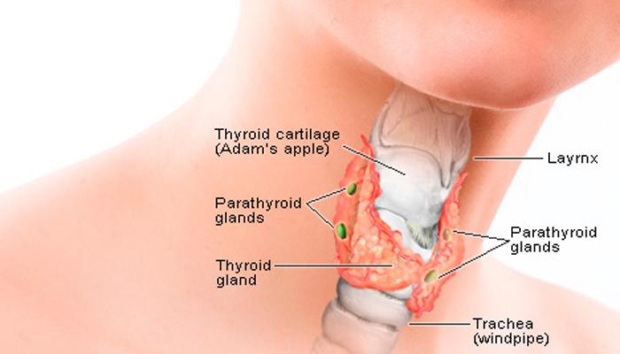&#039;थायरॉइड&#039;बद्दल या ८ महत्त्वाच्या गोष्टी प्रत्येकाला माहिती हव्या!