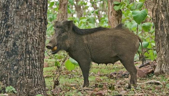 पोटातल्या जीवाची पर्वा न करता &#039;ती&#039;नं रानडुक्कराला हुसकावून लावलं!