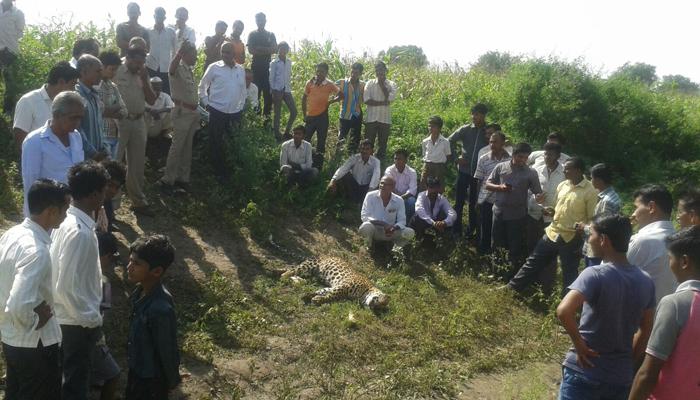 म्हशीचं पारडू फस्त केल्यानंतर बिबट्याचा मृत्यू