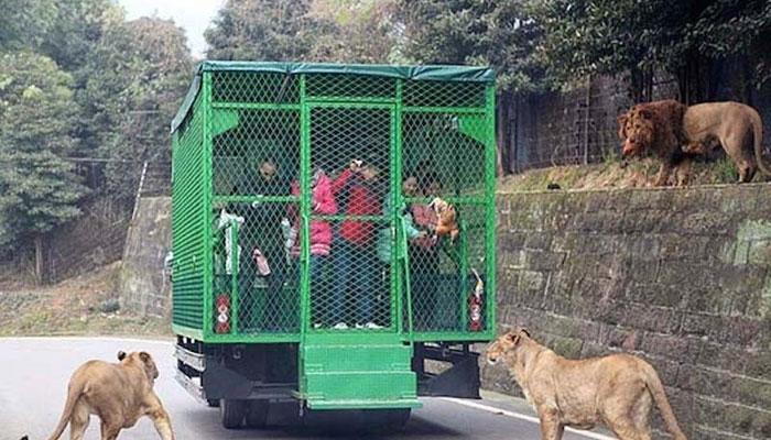 चीनमध्ये माणसं पिंजऱ्यात वाघ-सिंह मोकळे 