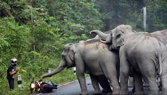व्हिडीओ | सहा हत्तींचा मोटरसायकलस्वारावर हल्ला