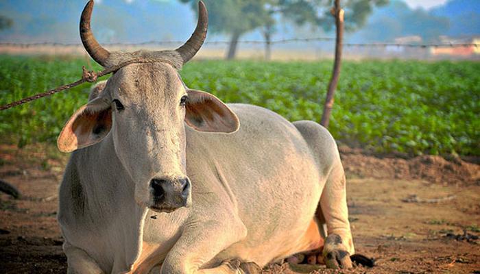 ...आणि गाय ठरली &#039;पर्सन ऑफ द इअर&#039;