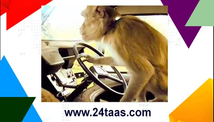 ड्रायव्हरच्या सीटवर बसून जेव्हा माकडानं घेतला बसचा ताबा!