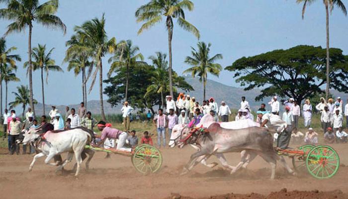 सर्जा-राजा पुन्हा धावणार; बैलगाडी शर्यतींवरची बंदी केंद्रानं उठवली