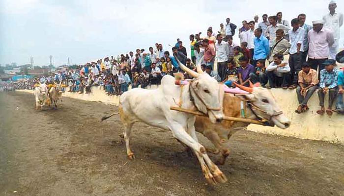 बैलगाडा शर्यत पुन्हा बंद, सुप्रीम कोर्टाची निर्णयाला स्थगिती