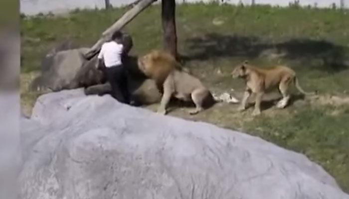 व्हिडिओ...जेव्हा माणसाने सिंहांच्या कुंपणात घेतली उडी
