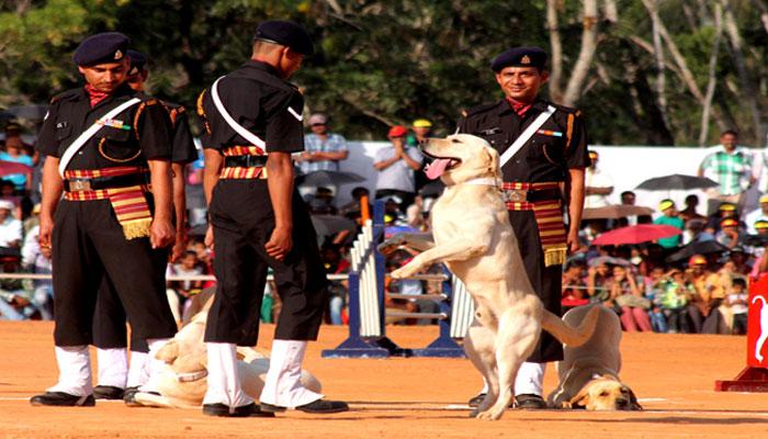 लष्करी श्वानपथकातील श्वानांना सेवानिवृत्तीनंतरही जगता येणार 