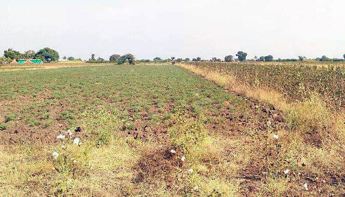 नाशिकमधील दुष्काळग्रस्त शेतकऱ्याला शिवसेनेचे पोकळ आश्वासन