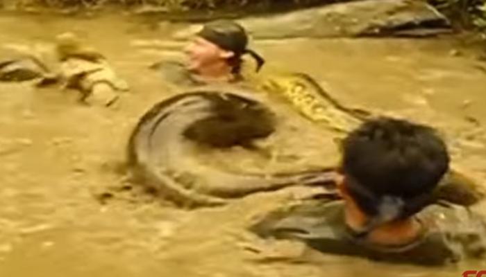 VIDEO : कॅमेऱ्यात कैद झालेला सापांचा चावा!