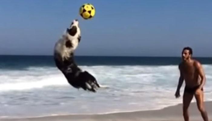 ब्राझिलचा हा कुत्रा फुटबॉल स्टार झालाय