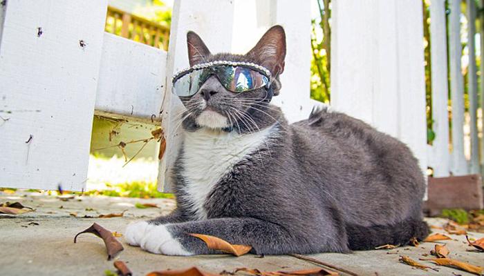 सनग्लासेसमुळे सोशल मीडिया स्टार बनलीये ही मांजर