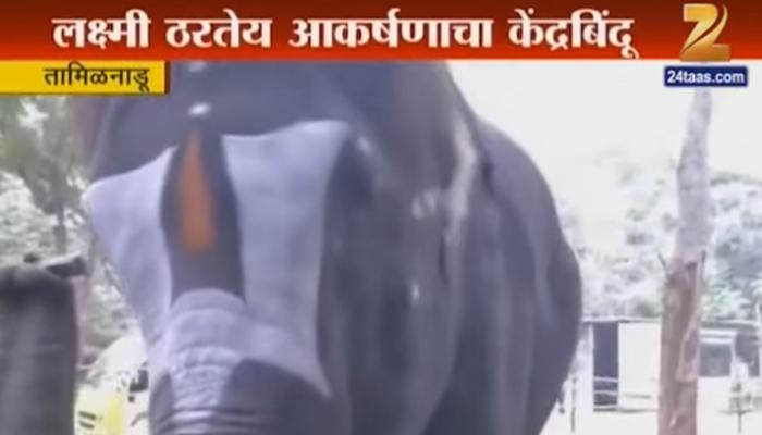 Video : हत्ती बाजवतो सोंडेने बाजा 