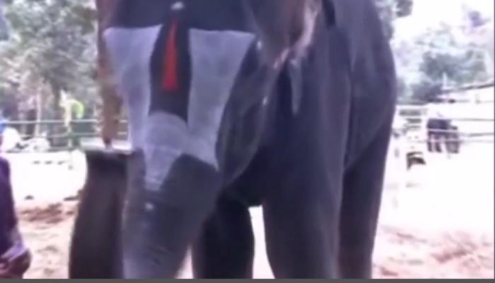 व्हिडिओ : माऊथ ऑर्गन वाजवणारा हत्ती वायरल! 