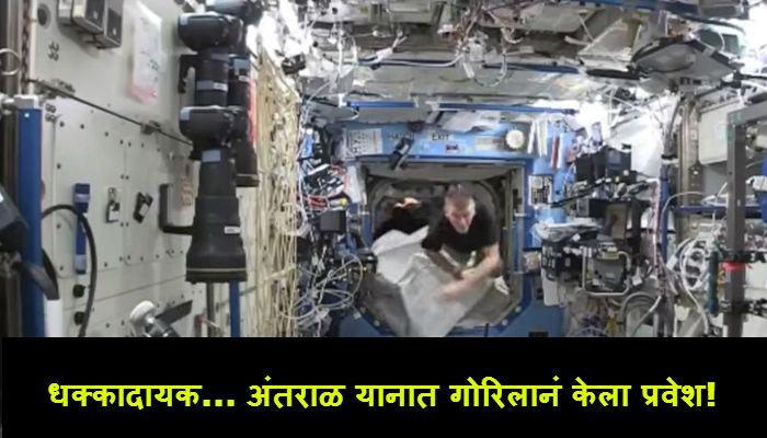 VIDEO : अवकाश यानात गोरिलानं केला अंतराळवीराचा पाठलाग 