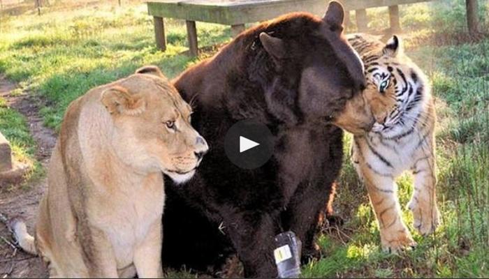 व्हिडिओ : बालू, लिओ आणि शेरेची अनोखी मैत्री वायरल