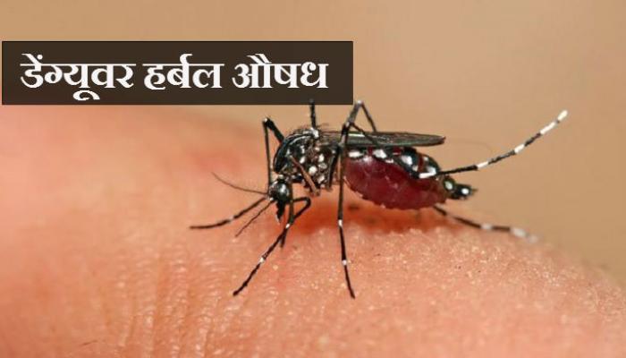 भारतीय शास्त्रज्ञांकडून डेंग्यूवर हर्बल औषध