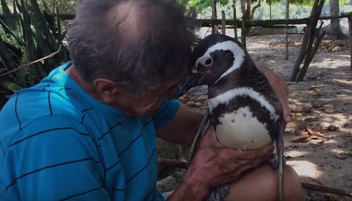 डिंडिम पेंग्विन दरवर्षी ८ हजार किमींचा प्रवास करुन त्याला भेटायला येतो