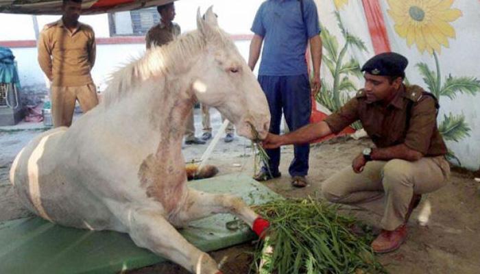 ...अखेर &#039;शक्तीमान&#039;चा पाय कापावा लागला!