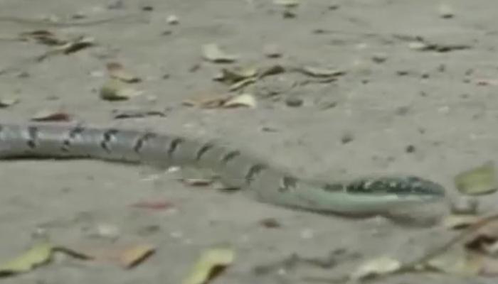 कोईम्बतूरमध्ये आढळला उडणारा साप
