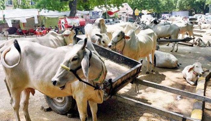 मुलांपेक्षा सरकार करतंय गुरांवर जास्त खर्च