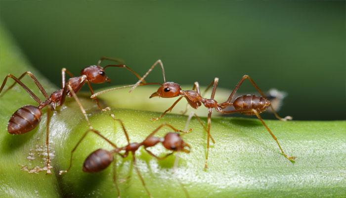 मानवाप्रमाणेच मुंग्याही तयार करतात घरात शौचालयं
