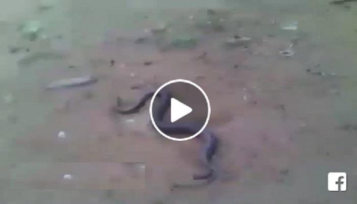 पिल्लांना जन्म देणाऱ्या सापाचा व्हिडिओ व्हायरल