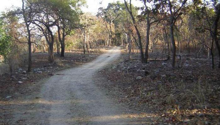 टिपेश्वर अभयारण्यात भीषण आग... वन्यजीवन धोक्यात 