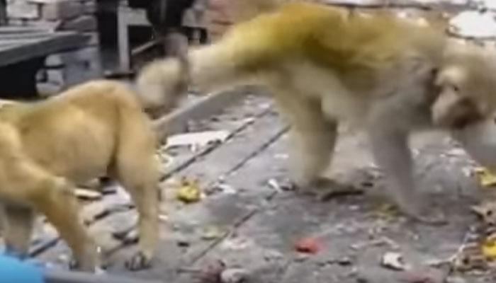 VIDEO : माकड जेव्हा कुत्र्याची शेपूट पकडून गरगर फिरवतो... 
