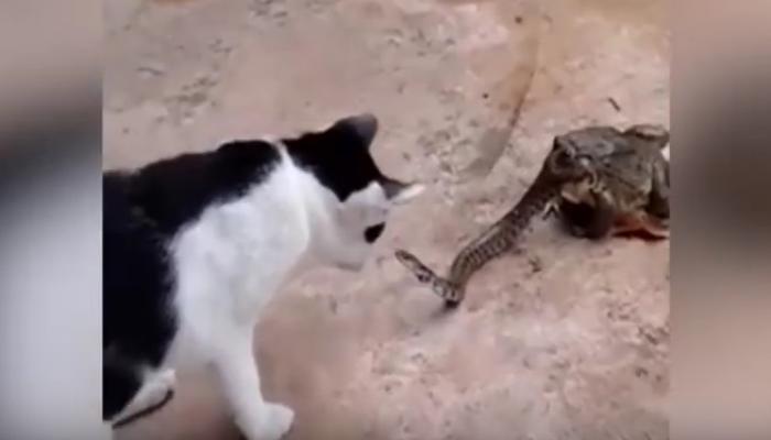 दुर्मिळ व्हिडिओ - बेडकाने जिवंत साप खाल्ला, मांजरीवर साप फणा काढतोय