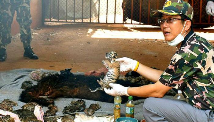 मंदिरातल्या फ्रीजरमध्ये सापडले वाघांचे 40 मृत बछडे