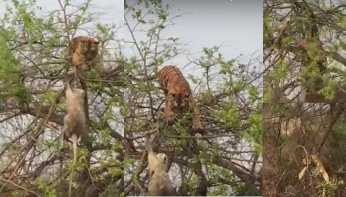 एकाच झाडावर माकड आणि वाघ : पाहा बुद्धिमत्तेच्या जोरावर शिकार टाळली माकडाने, व्हिडिओ व्हायरल