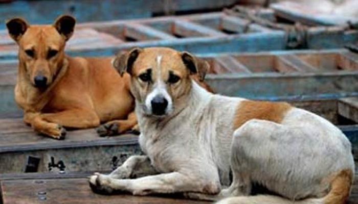 भटक्या कुत्र्यांच्या हल्ल्यात 9 लहान मुलं जखमी