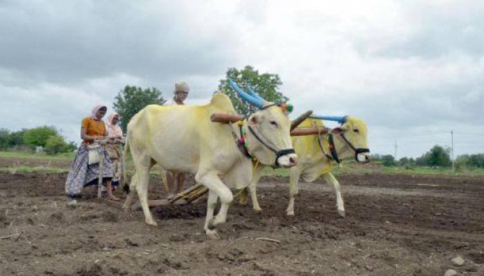 शेतकऱ्यांनी खरीपाच्या पेरणीची घाई करू नये - मुख्यमंत्री