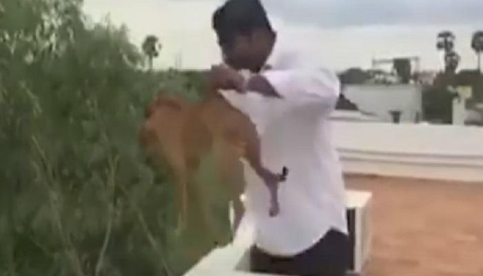 video : छतावरुन कुत्र्याला दिले फेकून