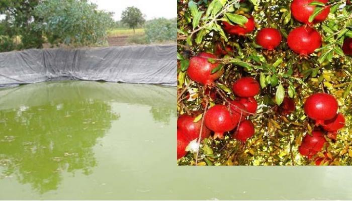 महाराष्ट्रात एक गाव आहे &#039;डाळिंबाचं कॅलिफोर्निया&#039;