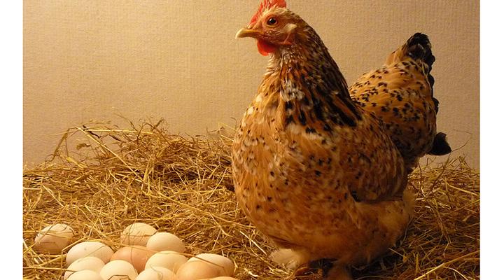 पहिले अंडे की पहिली कोंबडी? याचे उत्तर अखेर सापडलेय