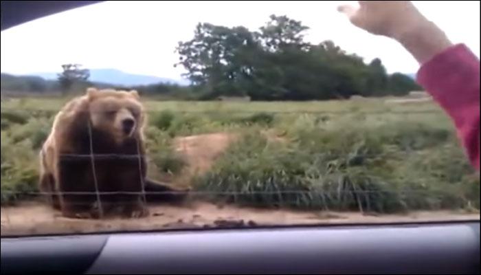 अस्वलाचा हा व्हिडिओ होतोय व्हायरल, पाहा काय केलंय त्याने!