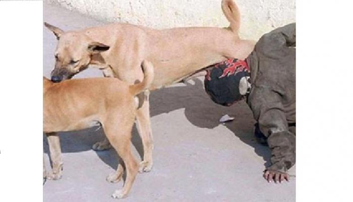 १० वर्षाचा मुलगा ६ वर्षांपासून पितोय श्वानाचे दूध